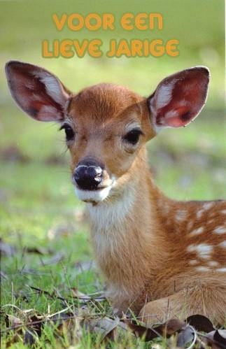 Dierenkaart bambi