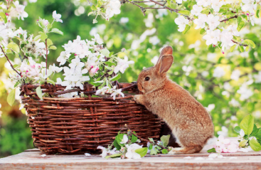 wenskaart met konijn en bloemen 