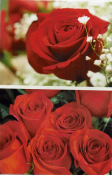 Blanco kaart met rode rozen