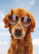 Golden retriever met zonnebril tegen een blauwe lucht.