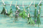 Verschillende kruiden, gelabeld als rozemarijn, salie, tijm, basilicum, en bieslook, hangen aan een waslijn met houten knijpers tegen een turquoise houten achtergrond.