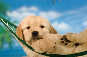 Golden retriever puppy liggend in een hangmat, met blauwe lucht op de achtergrond.