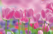Roze tulpen in bloei tegen een vage roze en paarse achtergrond.