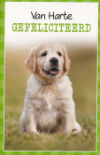Verjaardagskaart met een kleine golden retriever