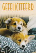Twee schattige puppy's liggen samen op een bed. Bovenaan staat de tekst "GEFELICITEERD" in oranje letters.