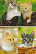 Twee kittens in laarzen, een rood-witte kat en een gestreepte kat in een mandje. Gras op de achtergrond, schattige expressies.