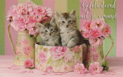 Twee kittens in een bloemenmand met roze rozen. Tekst: "Gefeliciteerd met je vormsel". Pastelkleurige strepen op de achtergrond.