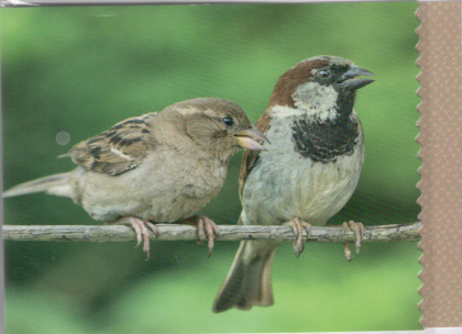 Blanco fotokaart met vogels (mussen)