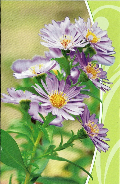 Blanco kaart met violet kleurige bloemen