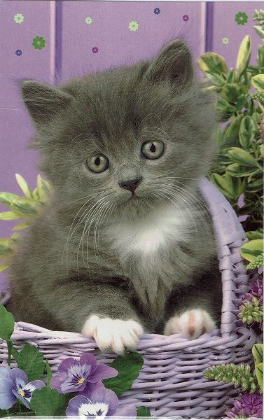Blanco kaartje met een lief Kitten