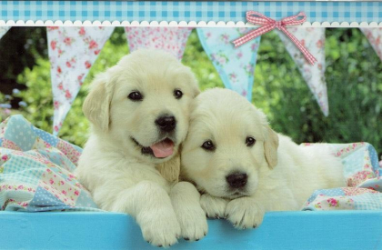 Blanco kaartje met lieve pups