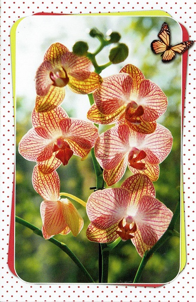 Blanco natuurkaart met orchideeën