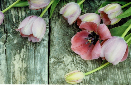 Blanco wenskaart roze tulpen