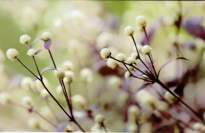 Blanco wenskaart witte bloemen