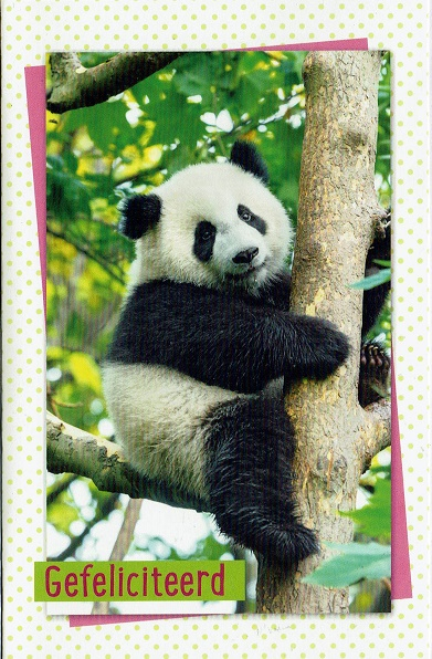 Felicitatie dierenkaart met een panda