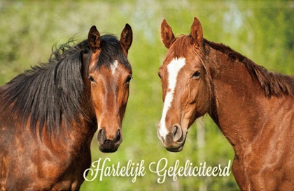 Felicitatiekaart paarden