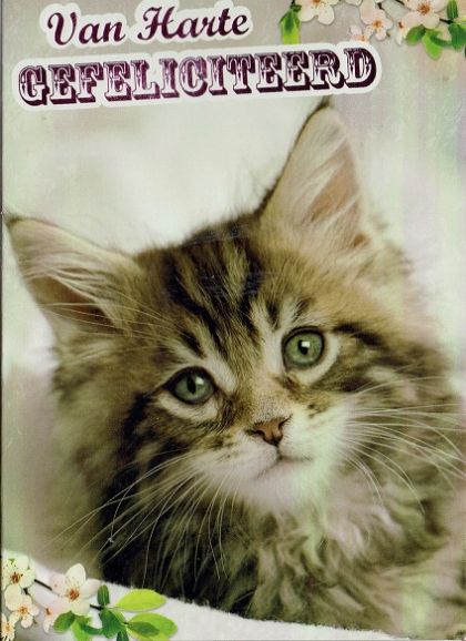 Felicitatiekaartje met een kitten