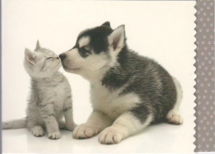 Fotokaart met kitten en puppy
