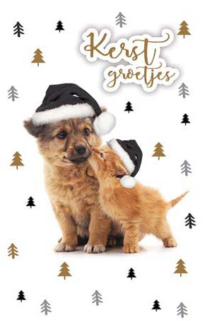 Kerstkaart met hond en kat