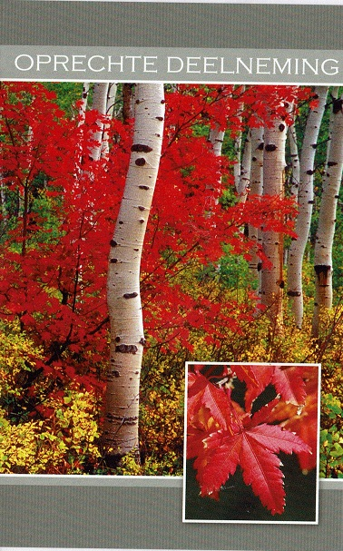 Neutrale rouwkaart met kleurrijk bos in de herfst
