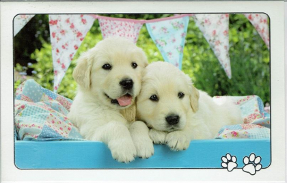 Romantische kaart met puppys.