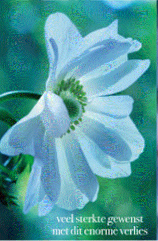 Rouwkaart witte bloem