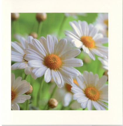 Vierkante blanco kaart met bloemen