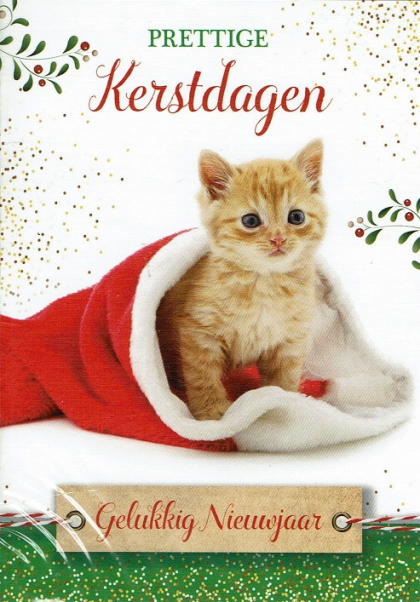 kerstkaart met kat in kerstsok