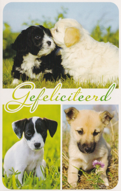 felicitatie kaartje puppies in weide