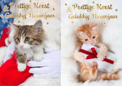Kerstkaarten met poezen
