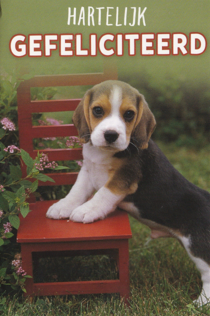 Verjaardagskaart hondje met zijn poten op een rood stoeltje