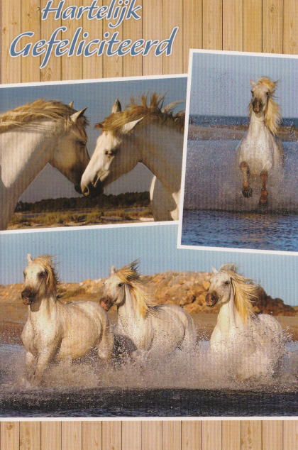 Verjaardagskaart met witte paarden 