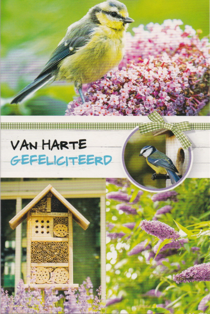 felicitatiekaart met vogel met exotische kleurtje