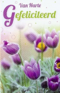 500 Verjaardagkaarten/ Felicitatiekaarten