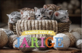verjaardagskaart met kattjes in een mandje met wol